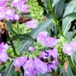 close up of two bees pollinating a purple flower in the Agnes Scott organic garden